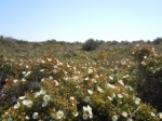 ...through bushes of cist roses